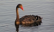 Black swan
