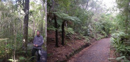 Brent Beaven on Ulva Island, which boasts dry gravel paths and a regenration understorey, including many lancewoods (images: A. Ballance)